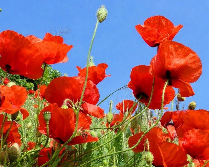 Poppies